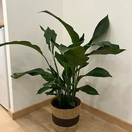 Le Magnifique, Hyper Centre トゥールーズ